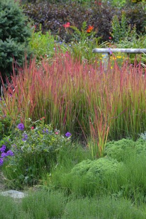 IMPERATA cylindrica Red Baron3